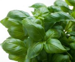 bunch of basil