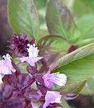 cinnamon basil