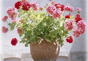 geraniums