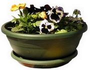 potted pansies