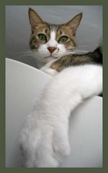cat with paw extended