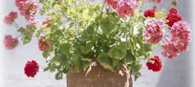 potted geraniums