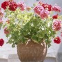 geraniums potted geraniums