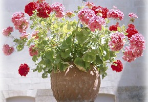 potted geraniums