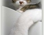 cat paw