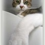 cat paw