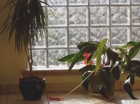 window plants