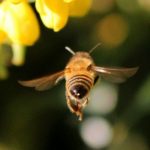 bee flying away