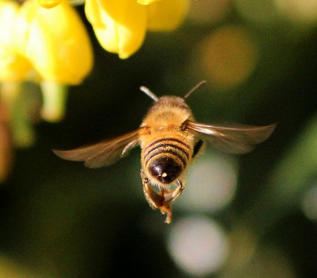 bee flying away