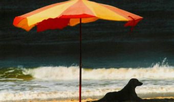 dog on the beach under a sun umbrella
