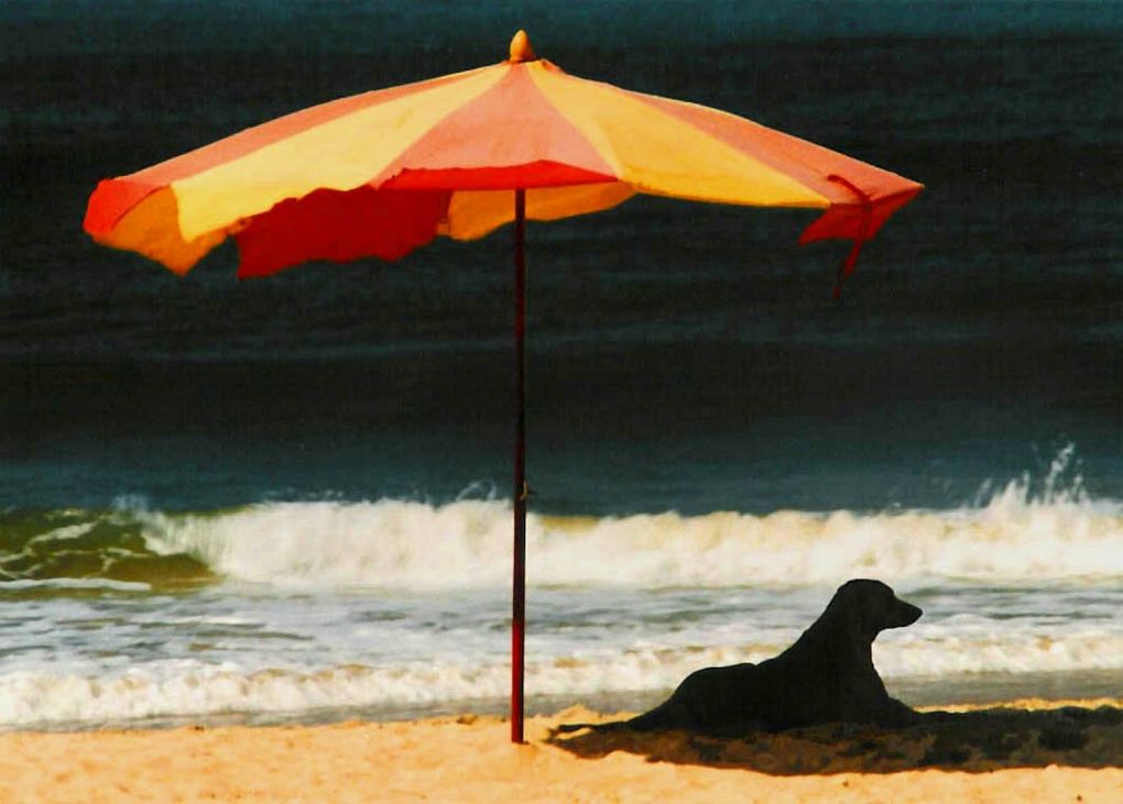 Dog sun outlet umbrella