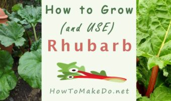 how to grow and use rhubarb banner