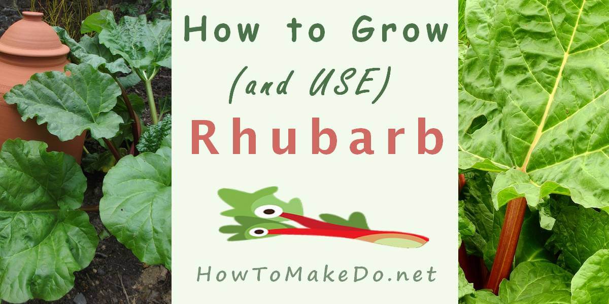 Rhubarb : CRIMSON RED 3 ¼ pot