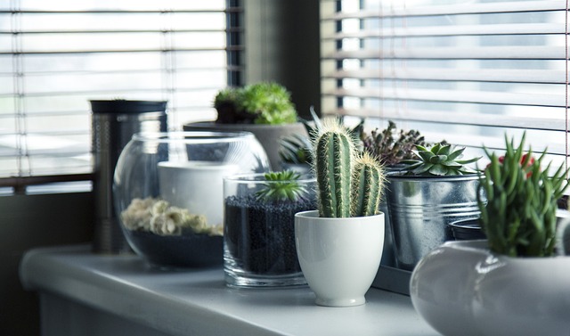 potted plants in front of window blinds