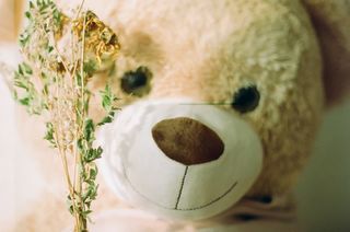 teddy with dried flowers