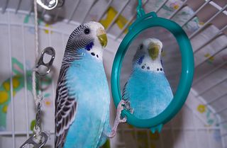 blue budgie looking in a mirror