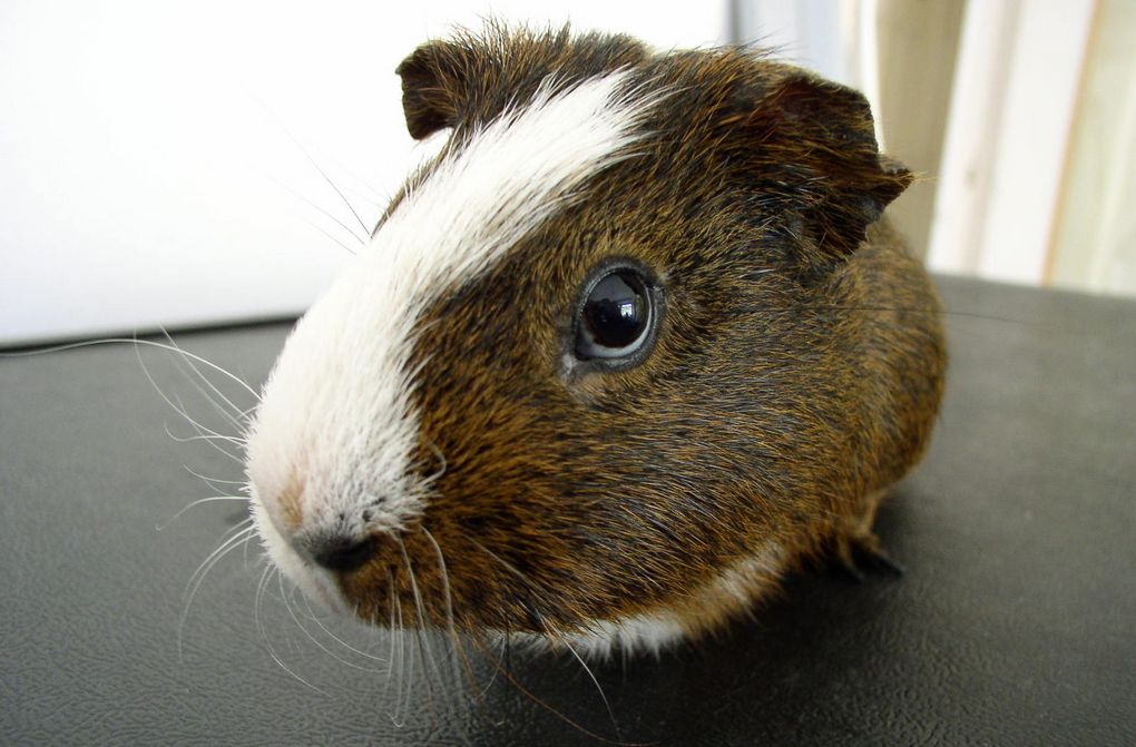 guineapig