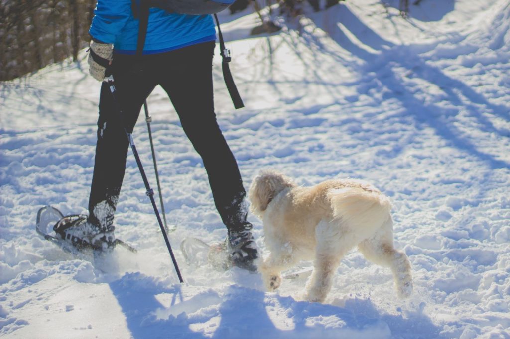 walking with dog in winter