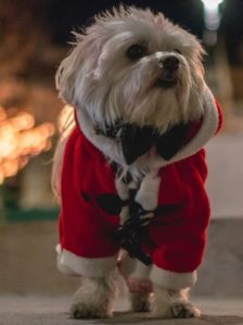 small dog wearing red Christmas outfit