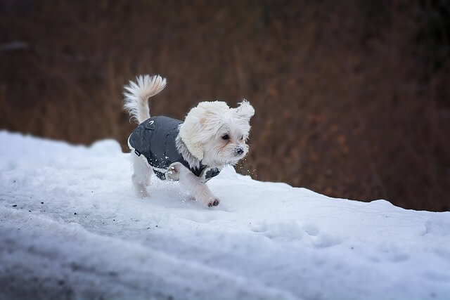 small white dog wearing a coat in the snow