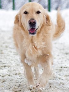 lab in snow