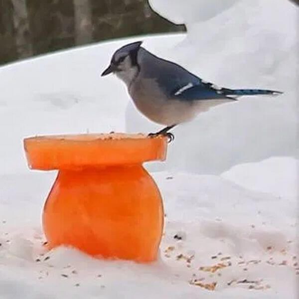 colored ice bird feeder