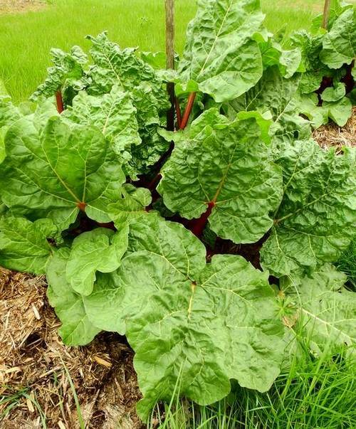 older rhubarb with newer rhubarb plants