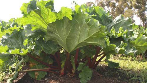 large, overgrown patch of rhubarb