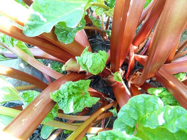 looking down on the roots and stems of rhubarb